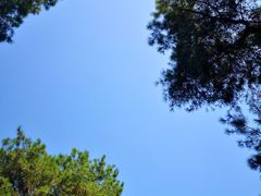 -铁山坪森林公园