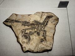 -辽宁古生物博物馆