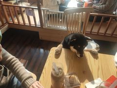 -豆柴町-柴犬主题狗咖(红鼎国际C座店)