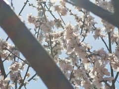-丁香湖公园
