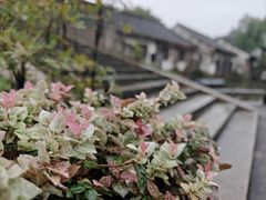 -鲁镇