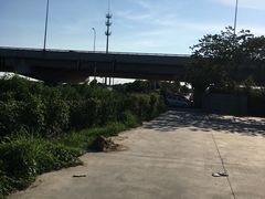 -南汇新场正宗水蜜桃采摘