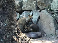 -可伦宾野生动物保护区