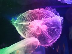 -太平洋海底世界