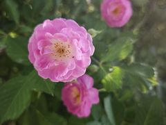 -石家庄市植物园