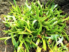 -墨尔本皇家植物园