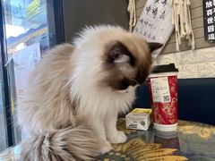 -平行世界·猫咖(首经贸店)