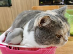 -藦茜花园宠物主题亲子互动体验馆(国顺东路店)