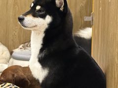 -和它·交个朋友·狗咖猫咖(爱琴海店)