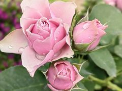 -鹅湖玫瑰文化园