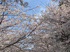 -高东镇樱花园
