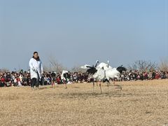 -盐城丹顶鹤湿地生态旅游区