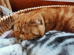 -猫友咖啡店(玉林西路店)