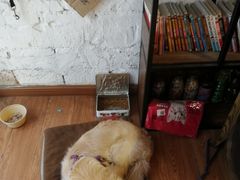 -元氏钵仔糕(北京路店)
