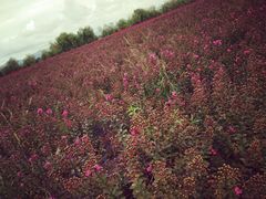 -漩门湾国家湿地公园