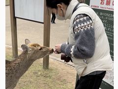 -奈良公园