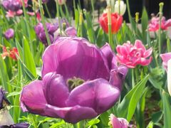 -洛阳郁金香牡丹园