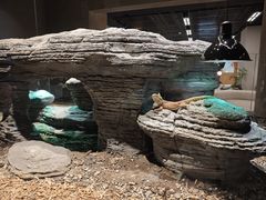 -帕帕拉兹宠物(亚洲旗舰店)