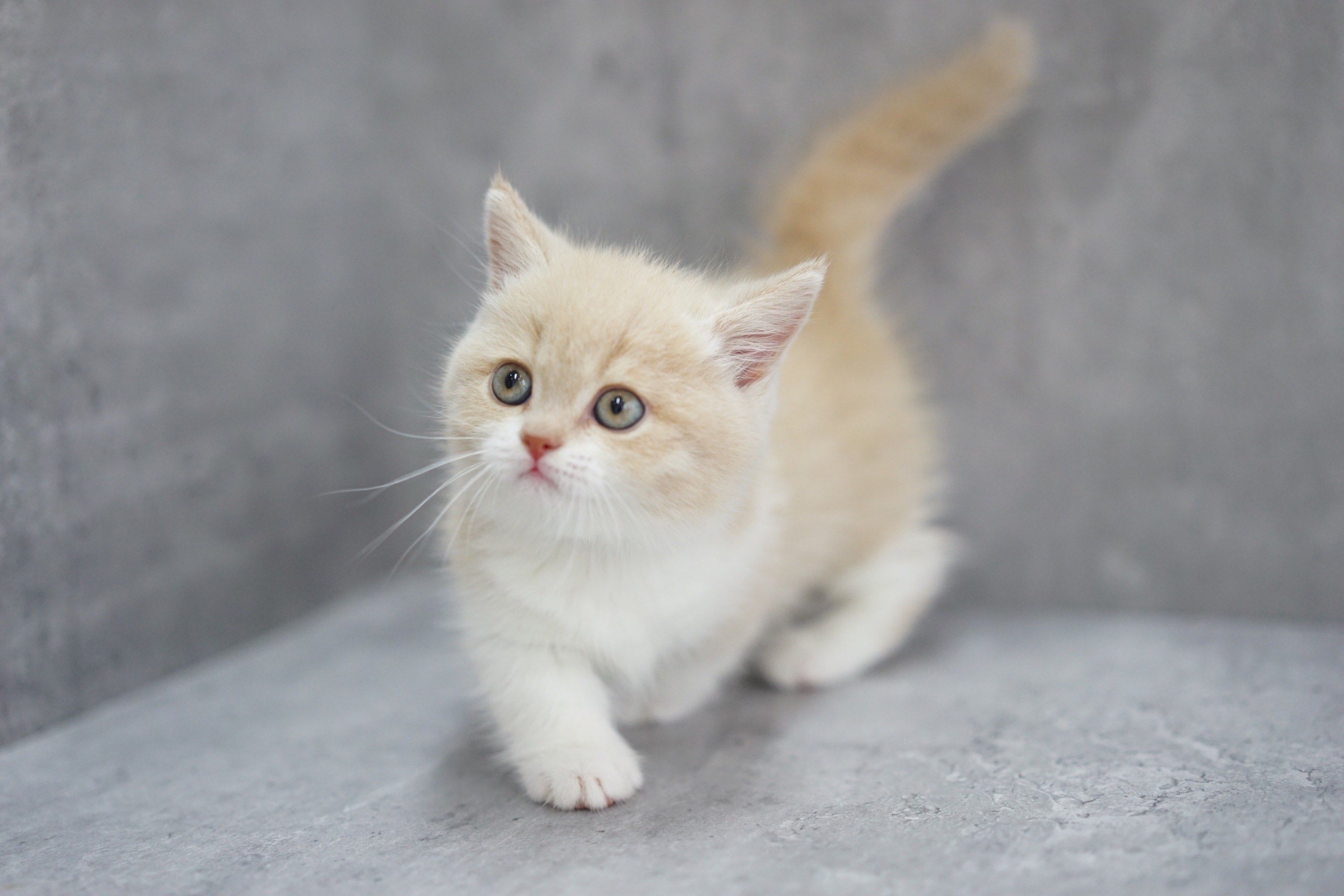 乳白矮脚奶黄包弟弟 太可爱啦