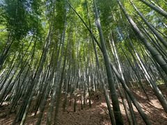 -上海佘山国家森林公园天马山园