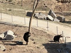 -青藏高原野生动物园