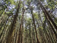 -重庆睡佛山森林公园