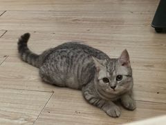 -美联众合宠物医院·爱萌分院·内外科·猫科中心