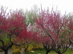 -莲花池公园