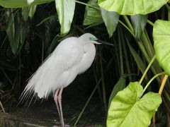 -广州长隆飞鸟乐园