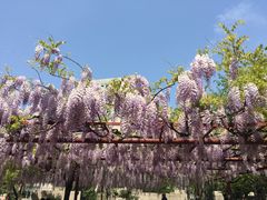 -嘉定紫藤园