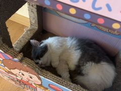 -猫腻·猫咖·撸猫馆(星光大道店)