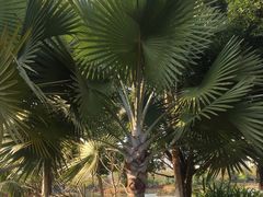 -福田红树林生态公园