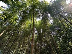 -上海佘山国家森林公园天马山园