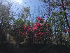 -攀枝花公园