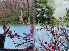 -红梅公园