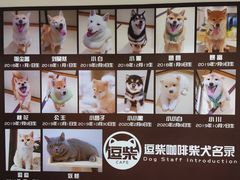 -逗柴咖啡屋·狗咖猫咖宠物桌游
