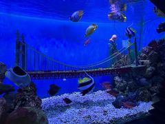 -太平洋海底世界