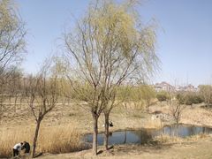 -马家湾湿地公园
