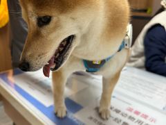 -北京派仕佳德动物医院·超导核磁·CT·神经科·骨科·内外科·急重症管理中心