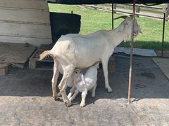 -前小桔亲子创意农场·草莓采摘·露营烧烤