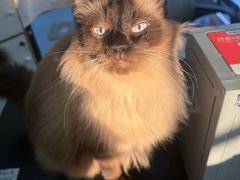 -豆逗聊愈猫阁Easy Life