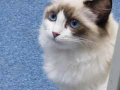 -美联众合动物医院(·中兽医·疑难杂症·严家桥分院)