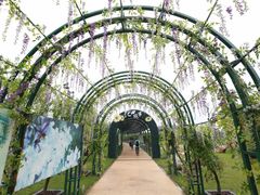 -杭州湾海上花田景区