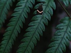 -东白山