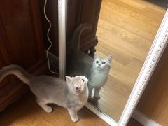 -东方名猫馆·英短金渐层布偶猫舍(环线广场1号楼店)