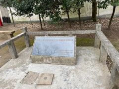 -上海佘山国家森林公园天马山园