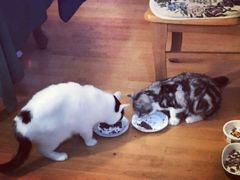 -纳吉亚猫专科动物诊疗中心(蒋宅口分院)