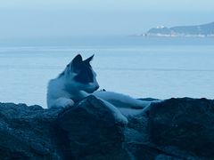 -普陀山风景名胜区-千步大沙