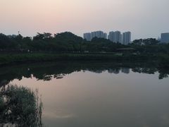 -大亚湾红树林城市湿地公园