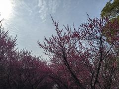 -洋湖国家湿地公园